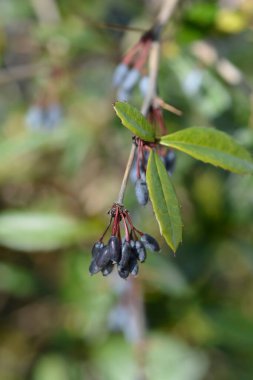 Wintergreen Barberry - Latince adı Berberis Julianae
