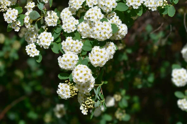 Van Houttes Spiraea Латинское Название Spiraea Vanhouttei — стоковое фото