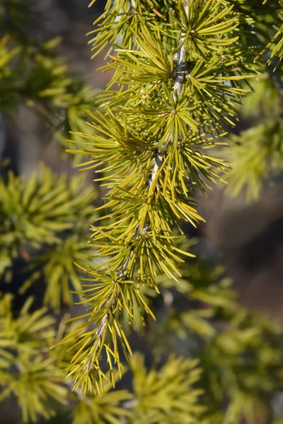 Sargencja Cedar Libanu Nazwa Łacińska Cedrus Libani Sargentii — Zdjęcie stockowe