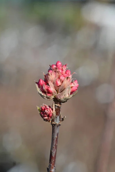 Arrowwood Dawn Flower Buds Latin Name Viburnum Bodnantense Dawn — Stock Photo, Image
