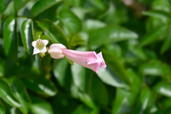 Pink Trumpet Vine Flower Bud Латинское Название Podranea Ricasoliana — стоковое фото