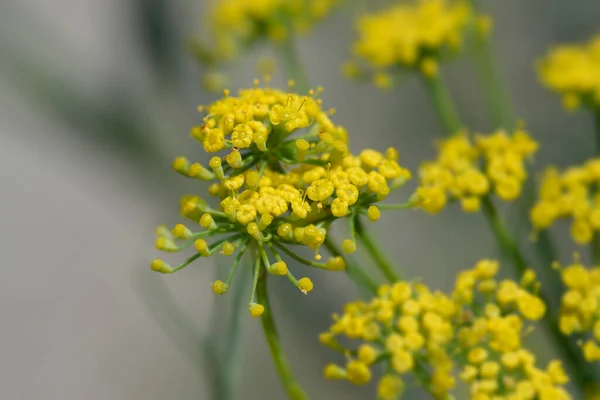 Žluté Květy Fenyklu Latinský Název Foeniculum Vulgare — Stock fotografie