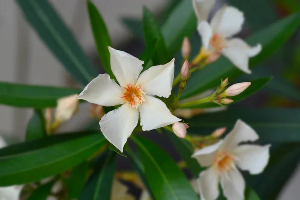 Tavallinen Oleanteri Vaalean Persikan Kukka Latinankielinen Nimi Nerium Oleander — kuvapankkivalokuva