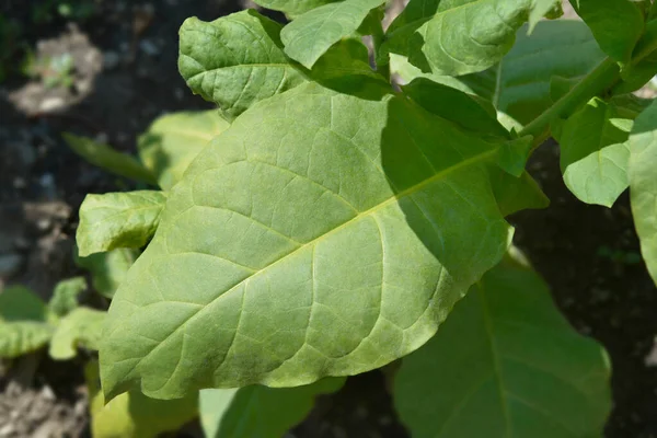 Pěstované Tabákové Listy Latinský Název Nicotiana Tabacum — Stock fotografie