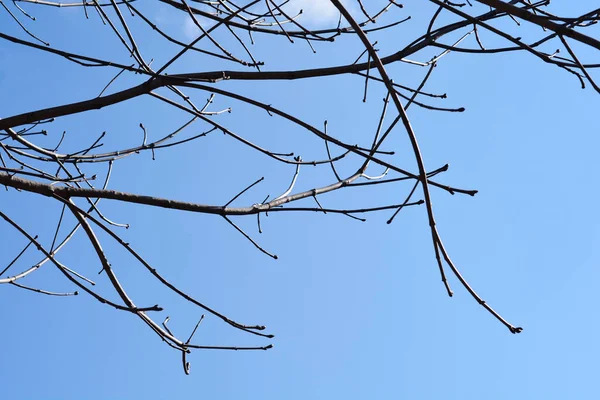 Branches Marronnier Commun Contre Ciel Bleu Nom Latin Aesculus Hippocastanum — Photo