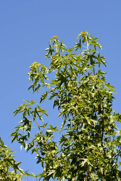 Dulce Americano Nombre Latino Liquidambar Styraciflua —  Fotos de Stock