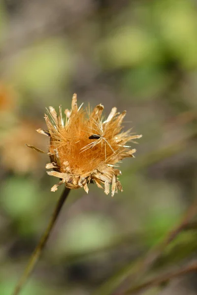 单花锯材种子头 拉丁文名称 Klasea Lycopifolia Serratula Lycopifolia — 图库照片