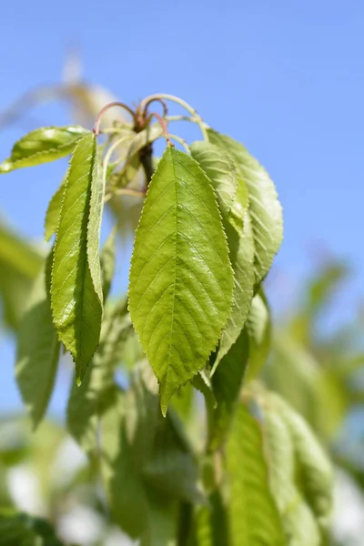 벚나무 Mortta Vinnolla Leaves 라틴어 Prunus Avium Moretta Vinnola — 스톡 사진