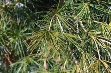 Japonca şemsiye çamı - Latince adı - Sciadopitys verticillata