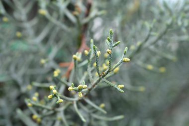 Mavi Arizona Kıbrıs şubesi - Latince adı - Cupressus arizonica Fastigiata