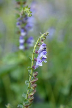 Somerset scullcap flower - Latin name - Scutellaria altissima clipart