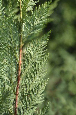 Leyland Selvi - Latince adı - Cuprocyparis leylandii