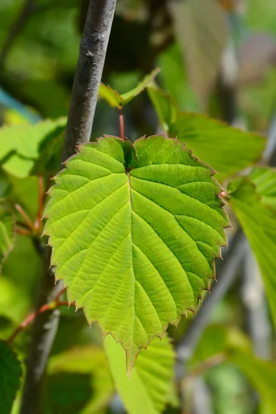 Листя Носовичка Латинська Назва Davidia Involucrata — стокове фото