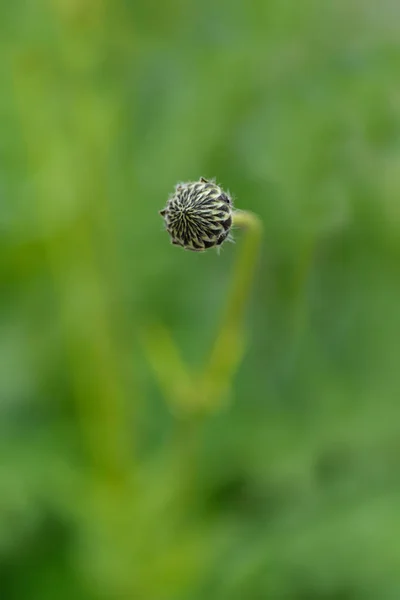 Gigantyczny Pączek Kwiatowy Łacińska Nazwa Cephalaria Gigantea — Zdjęcie stockowe