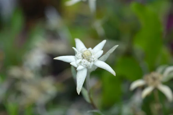 Fleur Edelweiss Alpine Nom Latin Leontopodium Nivale Subsp Alpinum Leontopodium — Photo