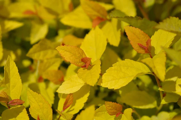 Japońskie Liście Spirea Golden Princess Łacińska Nazwa Spiraea Japonica Golden — Zdjęcie stockowe