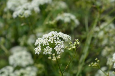 Yaygın burnet saksafon çiçeği - Latince adı - Pimpinella saxifraga