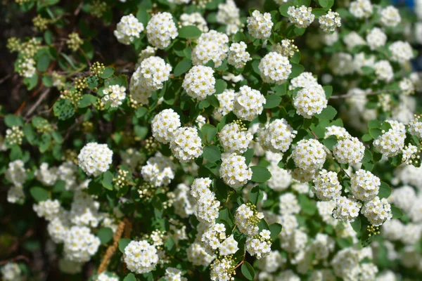 Van Houttes Spiraea Latinskt Namn Spiraea Vanhouttei — Stockfoto