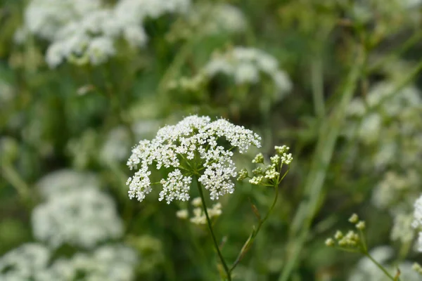 Obyčejný Burnet Saxifrage Květ Latinský Název Pimpinella Saxifraga — Stock fotografie