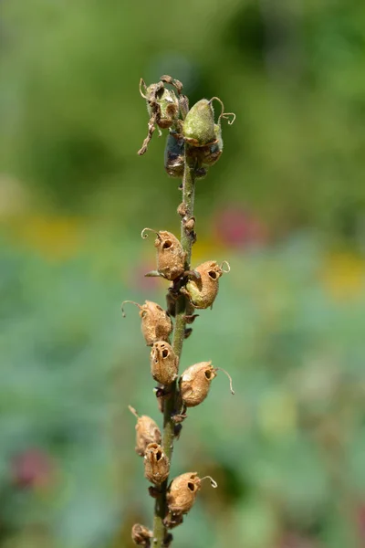 Snapdragon Mag Hüvelyek Latin Név Antirrhinum Majus — Stock Fotó