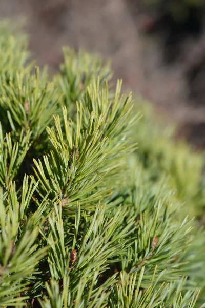 Walter Pine Latin Név Pinus Sylvestris Watereri — Stock Fotó