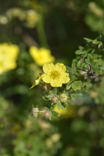 관목씨씨씨 라틴어 Potentila Fruticosa — 스톡 사진