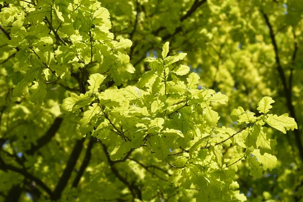 Φύλλα Βελανιδιάς Λατινική Ονομασία Quercus Robur — Φωτογραφία Αρχείου