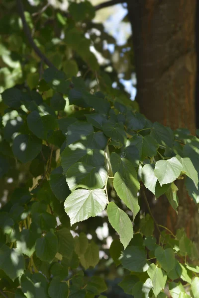 Ramo Tiglio Foglia Larga Nome Latino Tilia Platyphyllos — Foto Stock