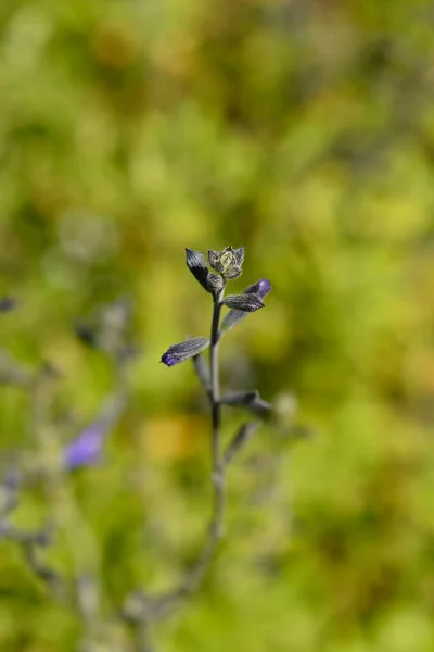 Baby Sage Blue Monrovia Латинська Назва Salvia Microphylla Blue Monrovia — стокове фото