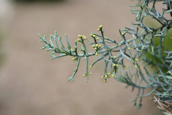 Blue Arizona Cypress Branch Nombre Latino Cupressus Arizonica Fastigiata — Foto de Stock