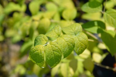 Mavi fasulye yaprakları - Latince adı - Decaisnea fargesii