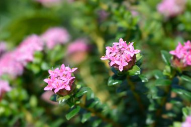 Gül pirinç çiçeği - Latince adı - Pimelea ferruginea