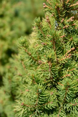 Cüce Beyaz Ladin J.W. Daisys White, Latince adı Picea glauca subsp. Albertiana J.W. Daisys White
