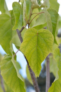 Prenses ağacı yaprakları - Latince adı Paulownia tomentosa