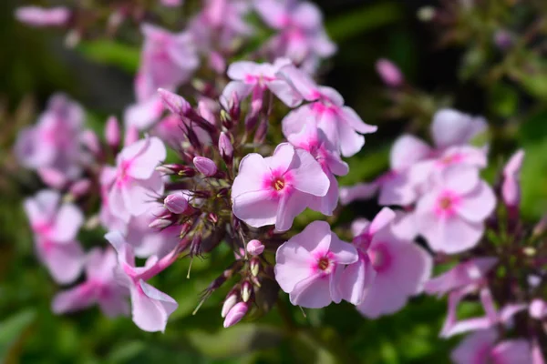 Perennial Phlox Flowers Latin Name Phlox Paniculata — Stock Photo, Image