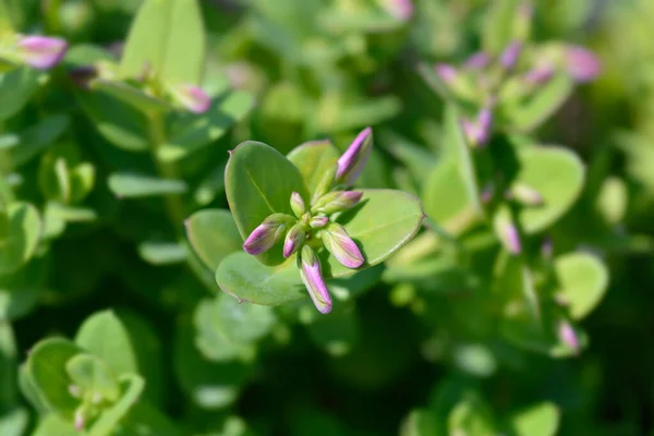 Myrtle Yapraklı Süt Otu Latince Adı Polygala Myrtifolia — Stok fotoğraf