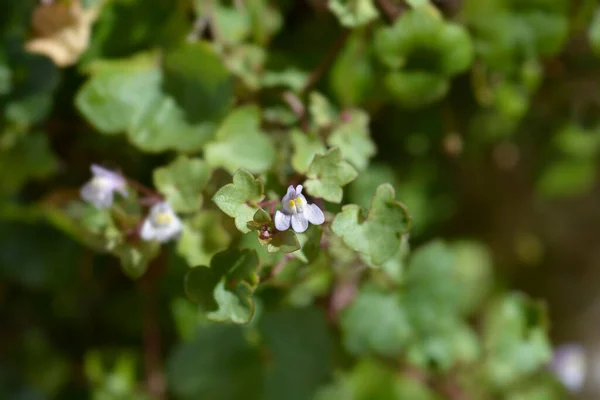Kenilworth Ivy Маленькие Цветы Латинское Название Cymbalaria Muralis — стоковое фото