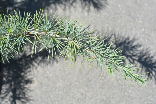 Deodar Cederträ Blue Latinskt Namn Cedrus Deodara Blue — Stockfoto