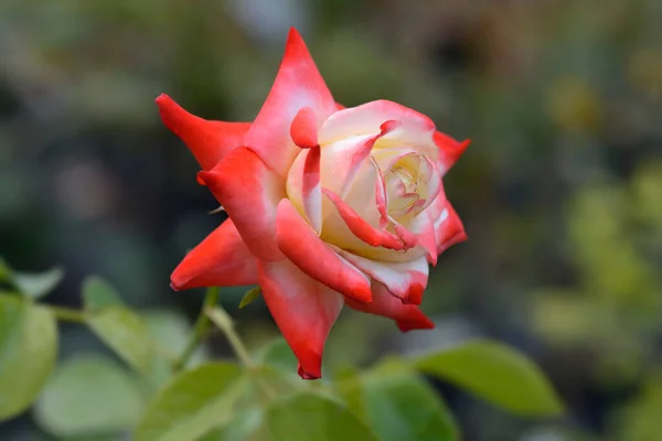 Rose Rose Imperatrice Farah Latin Name Rosa Imperatrice Farah — Stock Photo, Image
