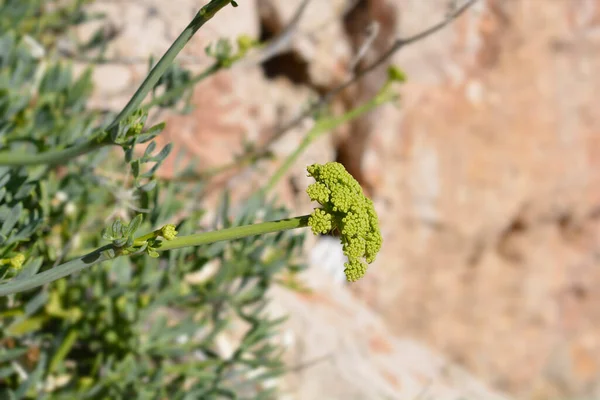 Sea Fennel Flowers Latin Name Crithmum Maritimum — Stock Photo, Image