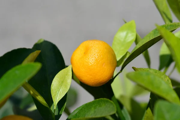 Calamondin Orange 拉丁文名称 Citrochos Ella Microcarpa — 图库照片