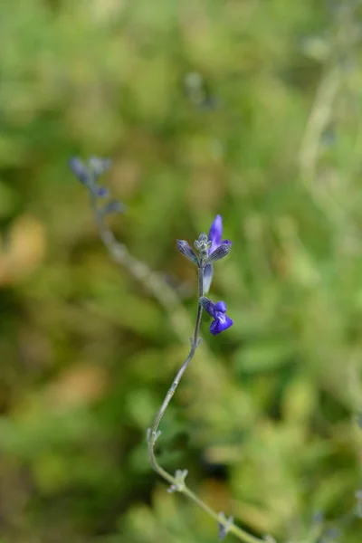 Baby Sage Blue Monrovia Łacińska Nazwa Salvia Microphylla Blue Monrovia — Zdjęcie stockowe