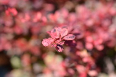 Japonca Barberry Harlequin - Latince adı Berberis thunbergii Pallequin
