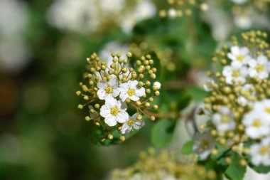 Van Houttes spiraea - Latince adı - Spiraea x vanhouttei