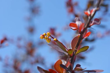 Mor Japon böğürtlen dalı - Latince adı Berberis thunbergii F. atropurpurea