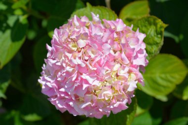 Fransız ortancası - Latince adı - Hydrangea makrophylla
