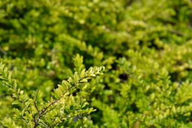 Hanımeli Maigrun, Latince adı Lonicera ligustrina var. Yunnanensis Maigrun (Lonicera nitida) 