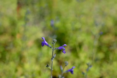 Bebek bilgesi Mavi Monrovia - Latince adı - Salvia microphylla Blue Monrovia