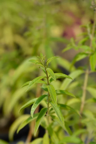 Βερμπένα Λεμονιού Λατινική Ονομασία Aloysia Citriodora Aloysia Triphylla — Φωτογραφία Αρχείου