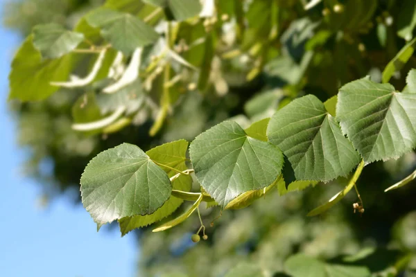 Broad Leaved Lime Branch Latin Name Tilia Platyphyllos — Stock Photo, Image